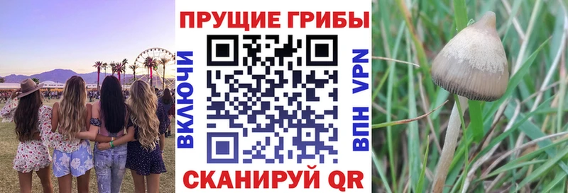 Псилоцибиновые грибы мицелий  магазин продажи наркотиков  ссылка на мегу сайт  Асбест 